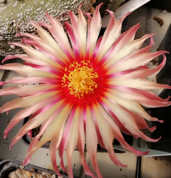 Astrophytum asterias flower with cream-pink petals and magenta throat