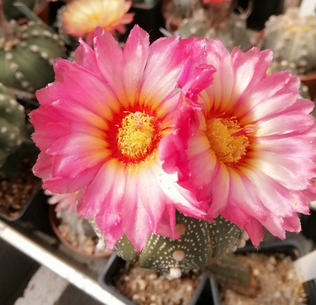 Pink flower Astrophytum asterias (Akabana type) in nursery pot