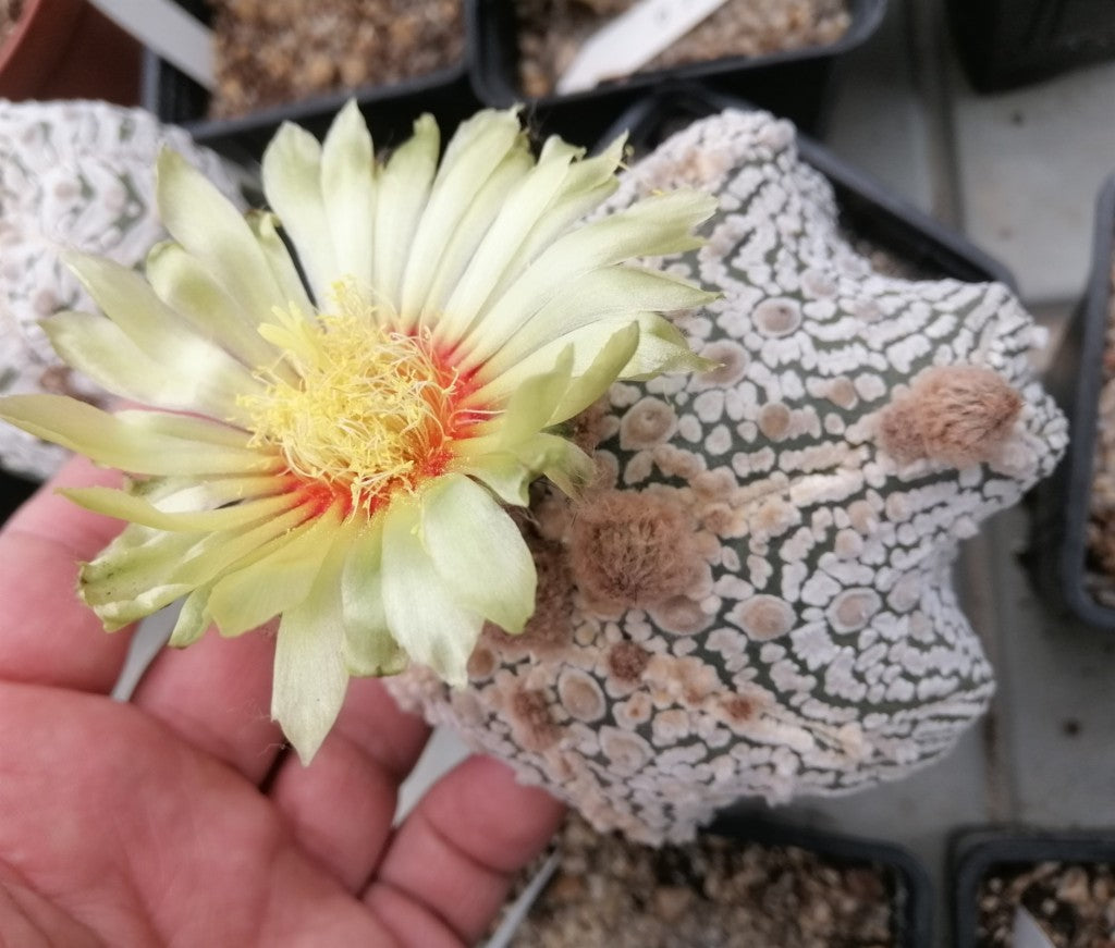 Astrophytum asterias Super Kabuto with yellow flower and red throat, in hand