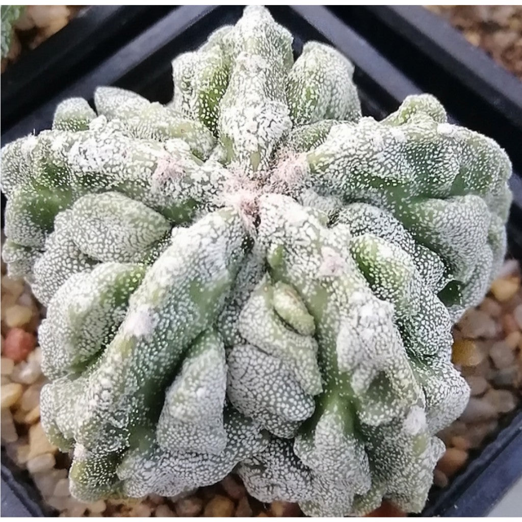 Astrophytum asterias Super Kabuto seen from above, with white mosaic