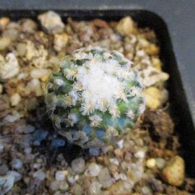 Turbinicarpus valdezianus