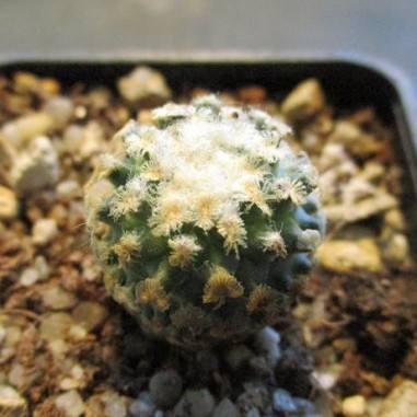 Turbinicarpus valdezianus