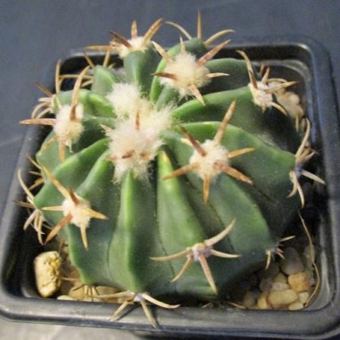 Echinocactus texensis kurze Wirbelsäule