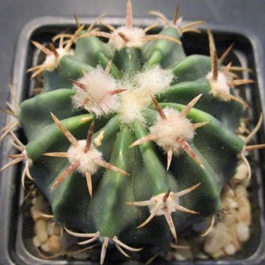 Echinocactus texensis kurze Wirbelsäule