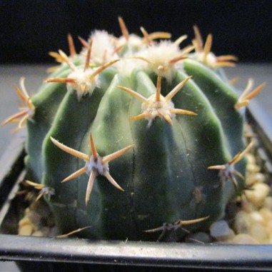 Echinocactus texensis kurze Wirbelsäule