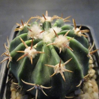 Echinocactus texensis kurze Wirbelsäule