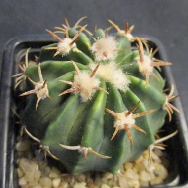 Echinocactus texensis kurze Wirbelsäule