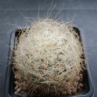 Neoporteria senilis