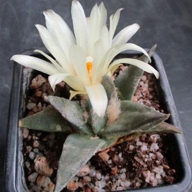 Ariocarpus trigonus