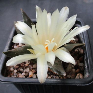 Ariocarpus trigonus