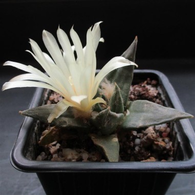 Ariocarpus trigonus