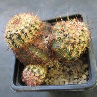 Echinocereus viridiflorus subsp....