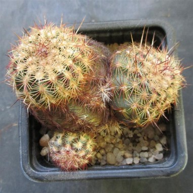 Echinocereus viridiflorus subsp....