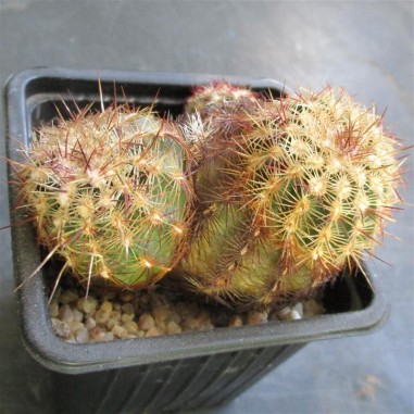 Echinocereus viridiflorus subsp....