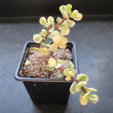 Portulacaria afra variegata