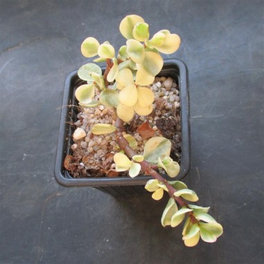 Portulacaria afra variegata