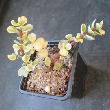 Portulacaria afra variegata