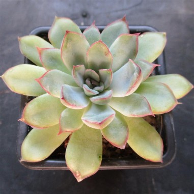 Echeveria pulidonis