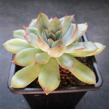 Echeveria pulidonis