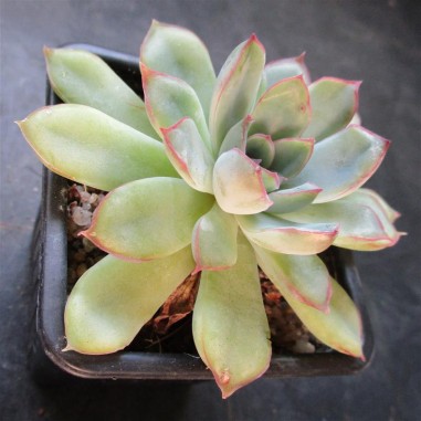 Echeveria pulidonis