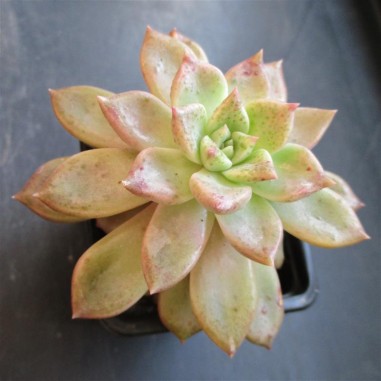 Echeveria cv tolimanensis x colorata