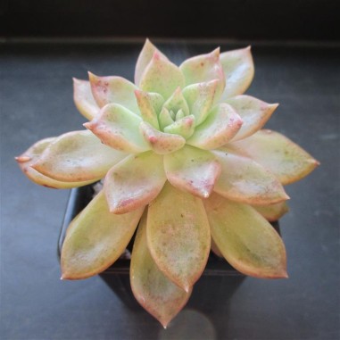 Echeveria cv tolimanensis x colorata