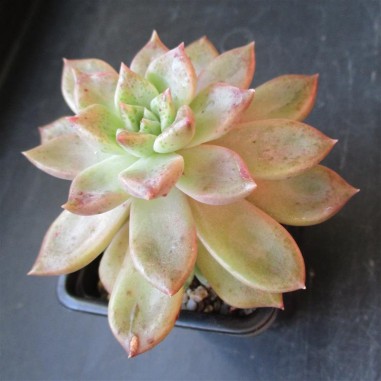 Echeveria cv tolimanensis x colorata