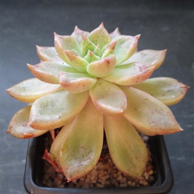 Echeveria cv tolimanensis x colorata