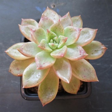 Echeveria cv tolimanensis x colorata