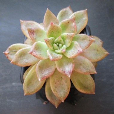 Echeveria cv tolimanensis x colorata