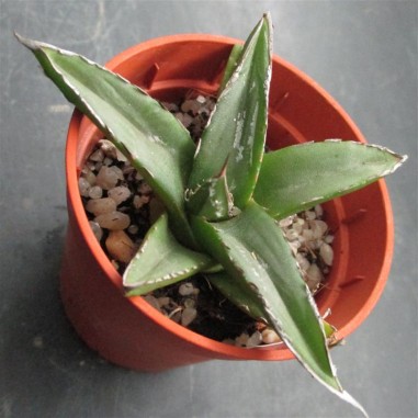 Agave regina victoriae