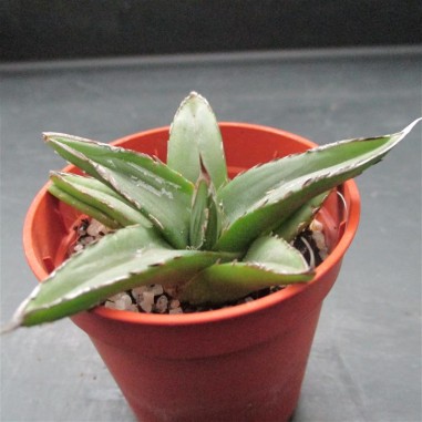 Agave regina victoriae