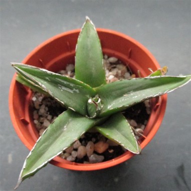 Agave regina victoriae