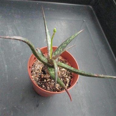 Aloe blimey limey