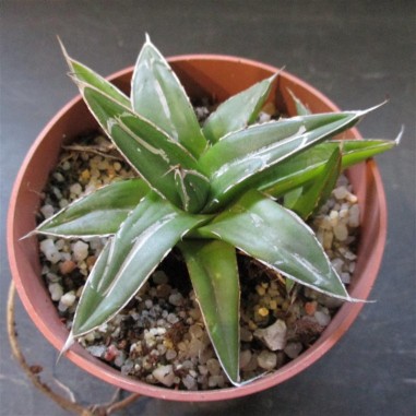 Agave regina victoriae