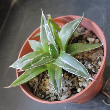 Agave regina victoriae