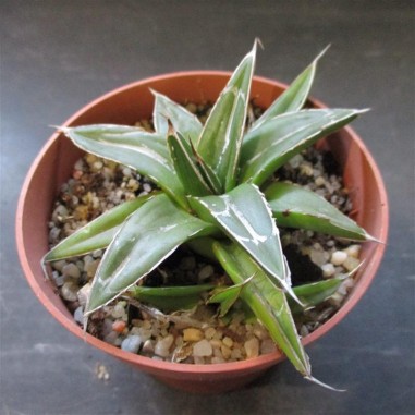 Agave regina victoriae