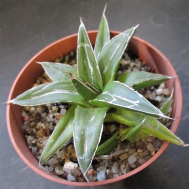 Agave regina victoriae