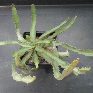 Euphorbia stellata 16 branches