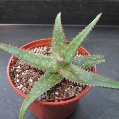 Aloe "cv Marco"