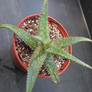 Aloe "cv Marco"