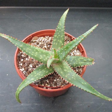 Aloe "cv Marco"