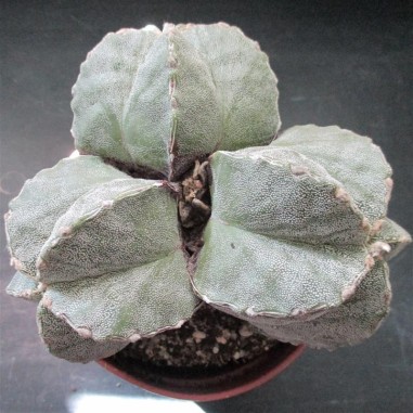 Astrophytum myriostigma “CV Hakujo" 3...