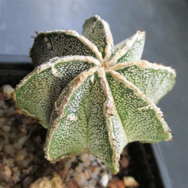 Astrophytum ornatum  CV Hakujo inermis