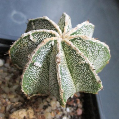 Astrophytum ornatum  CV Hakujo inermis
