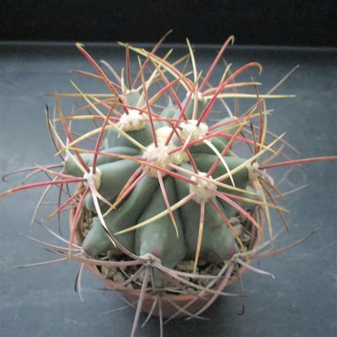 Ferocactus emoryi