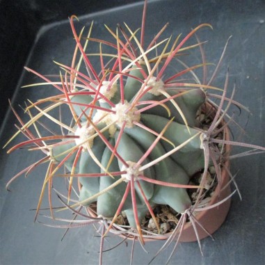 Ferocactus emoryi