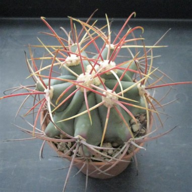 Ferocactus emoryi