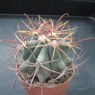 Ferocactus emoryi