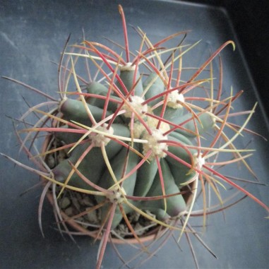 Ferocactus emoryi